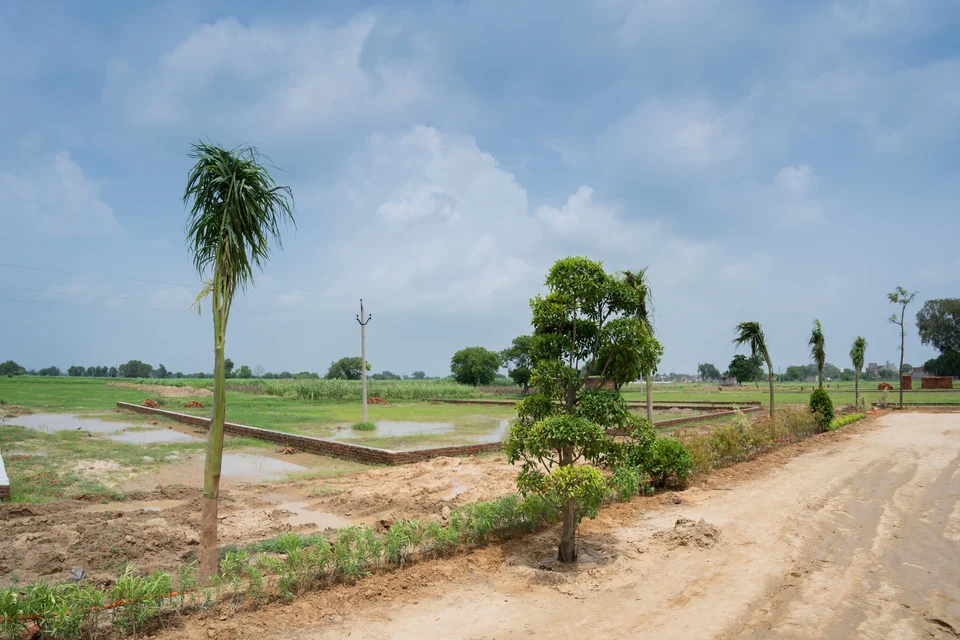 A dirt road beside marked plots planted with young palms